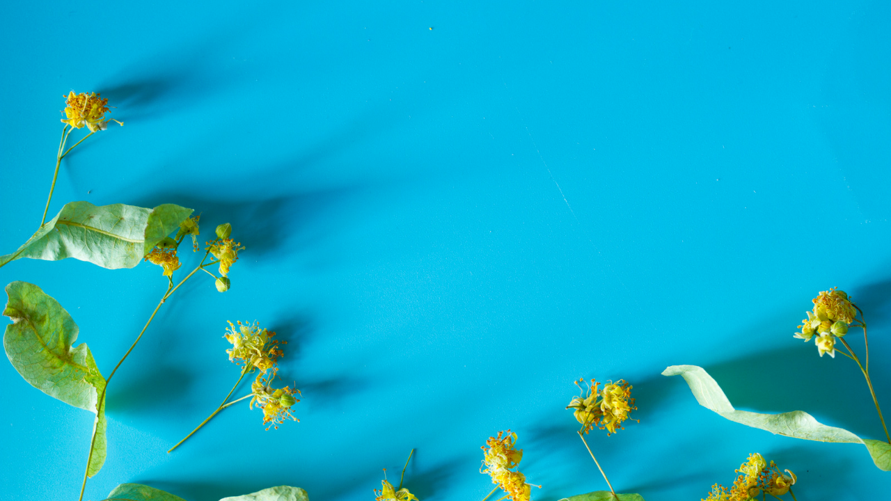 生活習慣病対策にオススメ！『リンデンフラワーティー』 